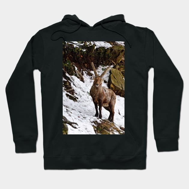 Ibex On Hill Hoodie by jaydee1400